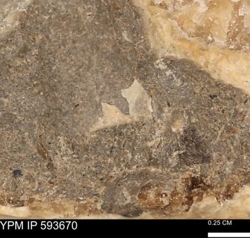 Baculites sp.