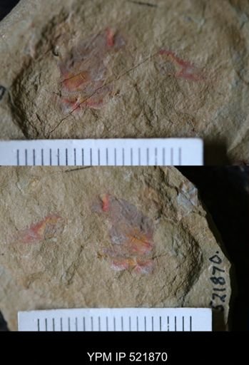 undet. Arthropoda