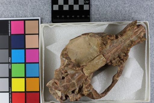 Daphoenus vetus