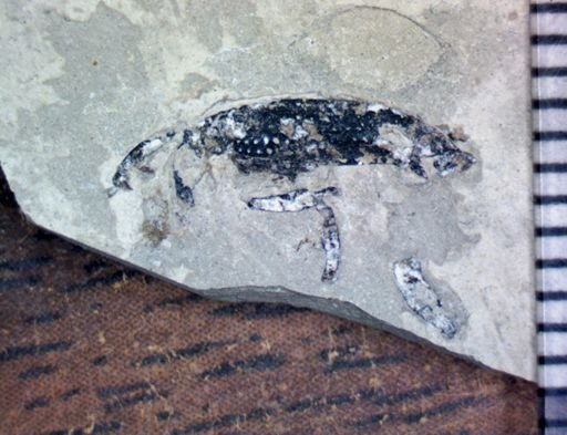undet. Coleoptera