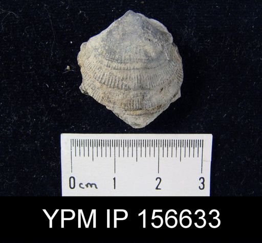 Clitambonites diversus