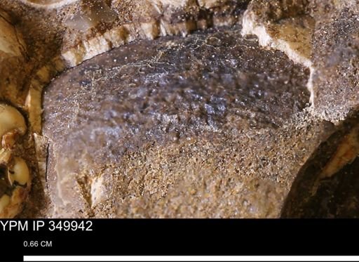 undet. Mollusca