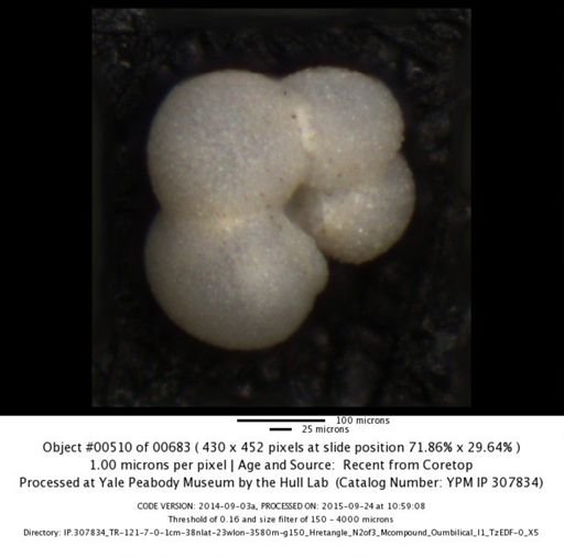 undet. Foraminiferida