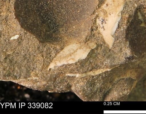 undet. Bivalvia