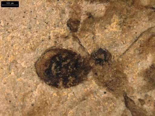 taxon undetermined