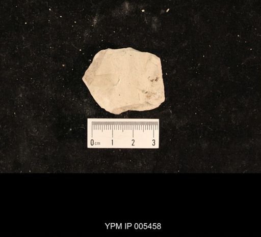 Ephemeroptera
