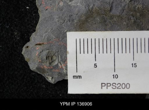 Ctenocephalus maltheus
