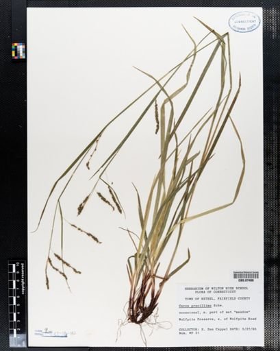 Carex gracillima