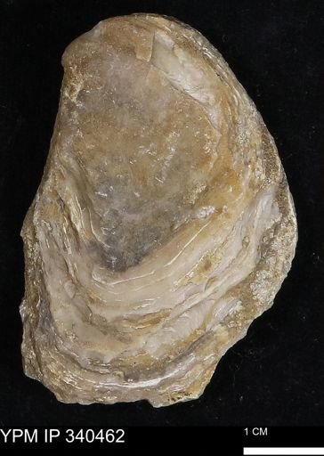 Ostrea glabra