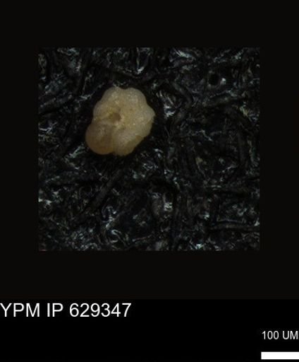 undet. Foraminiferida