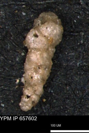Verneuilinoides hectori