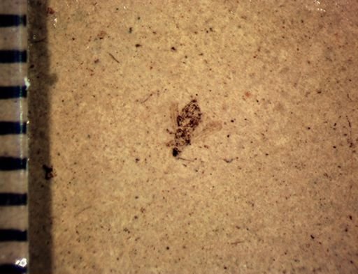 undet. Thysanoptera