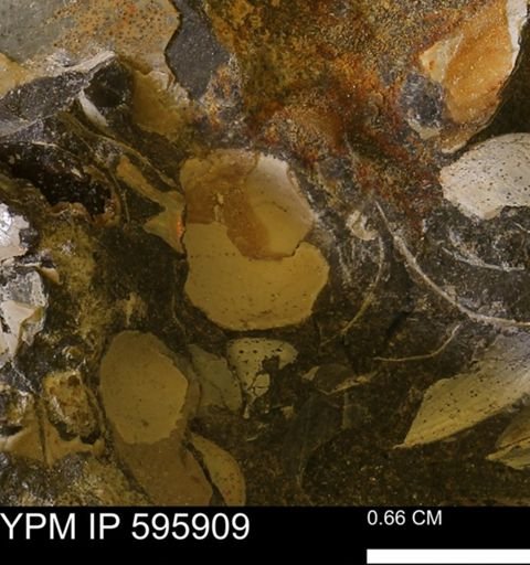 undet. Bivalvia