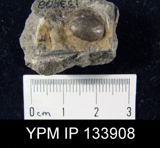 Pholidostrophia iowaensis