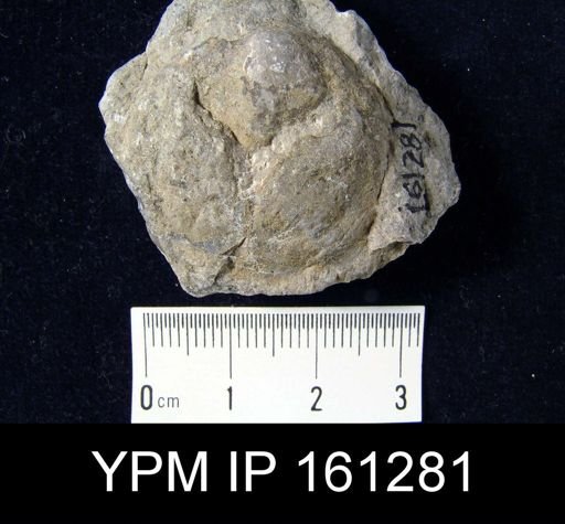 Dinobolus laurentia