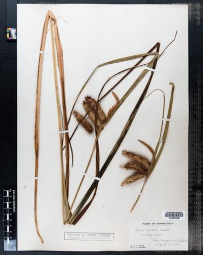 Carex comosa