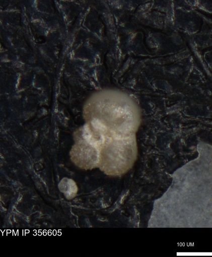 undet. Foraminiferida