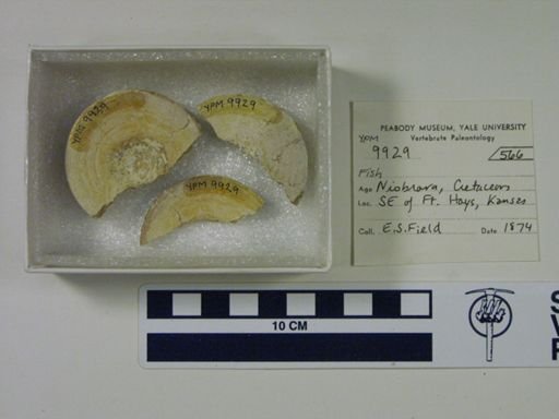 undet. Chondrichthyes