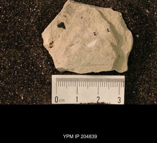 Grylloblattida