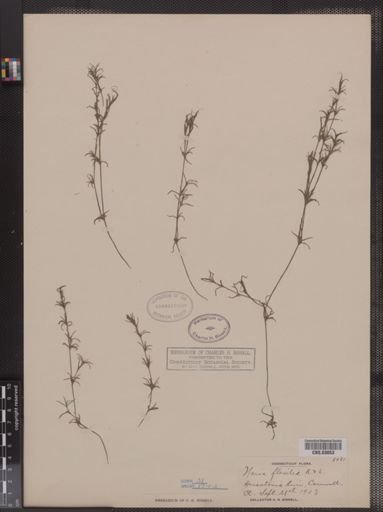 Najas flexilis