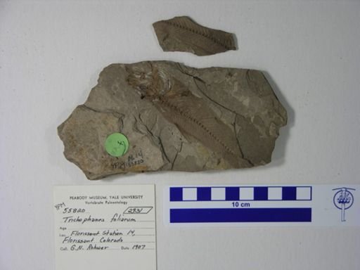 Trichophanes foliarum