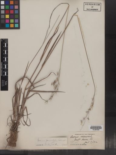 Plantae