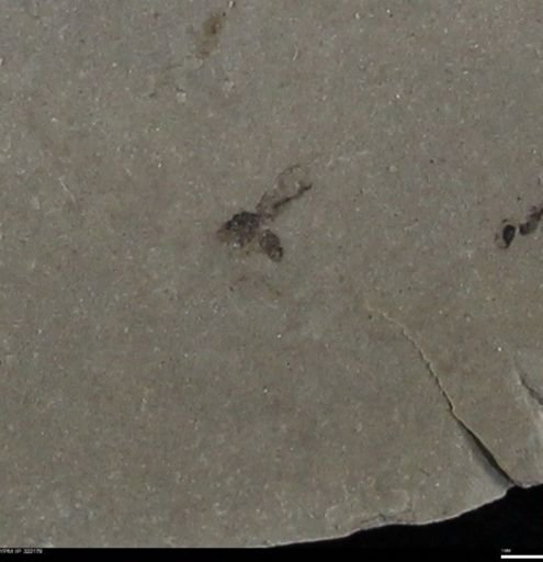 undet. Diptera