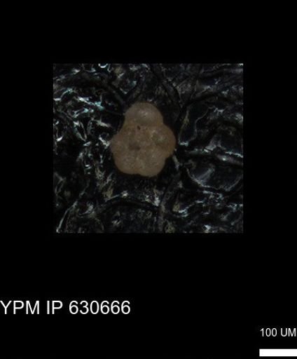 undet. Foraminiferida