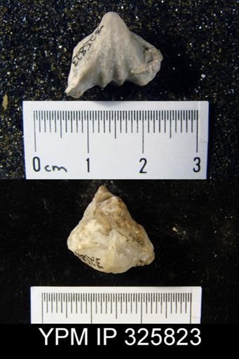 Camarophoria biplicata