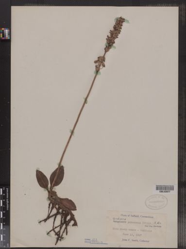 Goodyera pubescens
