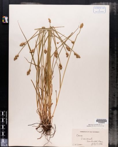 Carex