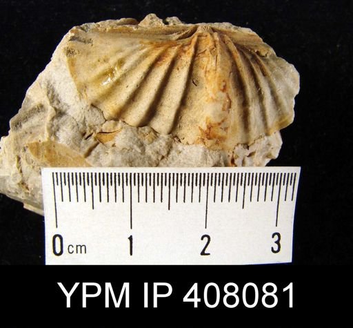Spirifer murchisoni