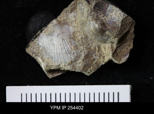 Oxytoma (Hypoxytoma) sp.