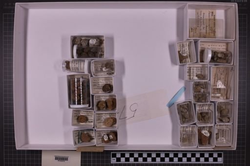 mixed taxa, stratigraphic collection