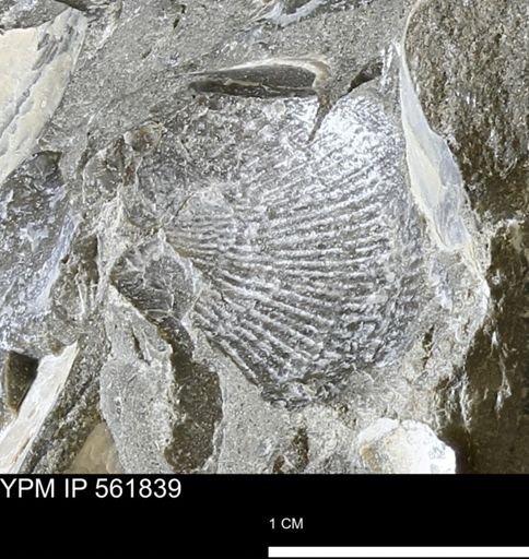 Oxytoma (Hypoxytoma) nebrascana