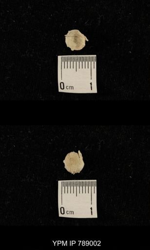 undet. Brachiopoda