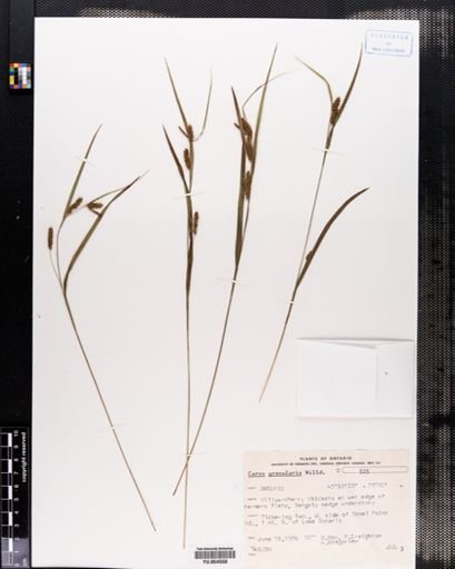 Carex granularis