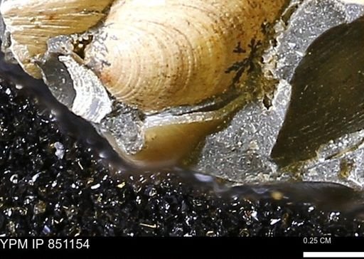 Limopsis striatopunctatus