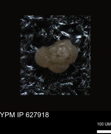 undet. Foraminiferida