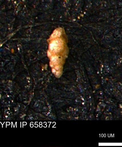 Verneuilinoides kansasensis