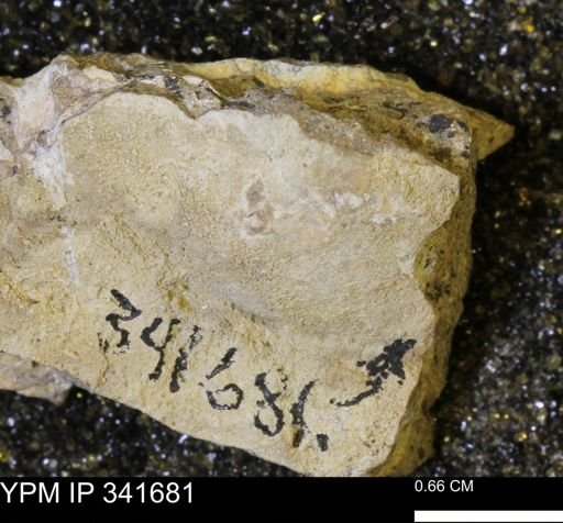 undet. Bivalvia