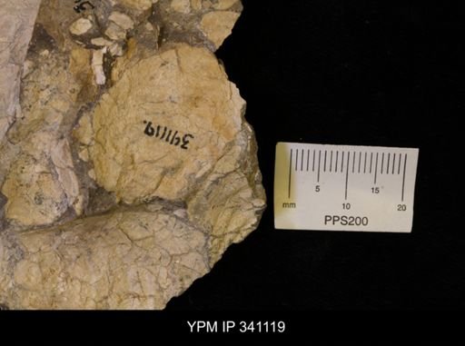 Scaphites sp.