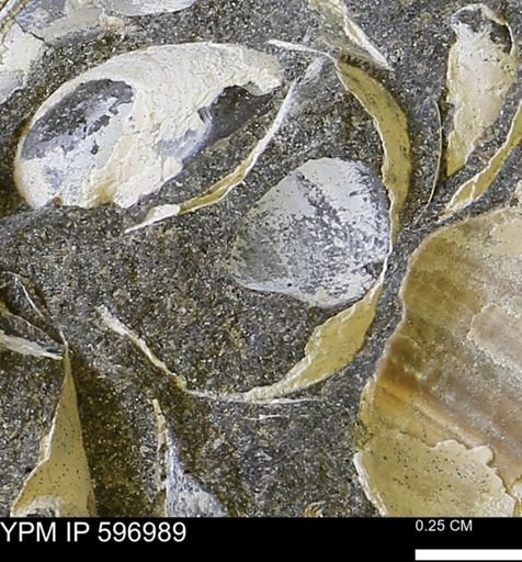 undet. Bivalvia