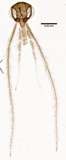Lutzomyia lichyi