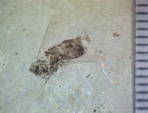 Diptera?