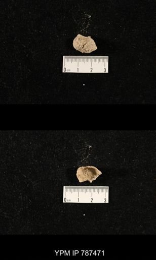 undet. Brachiopoda