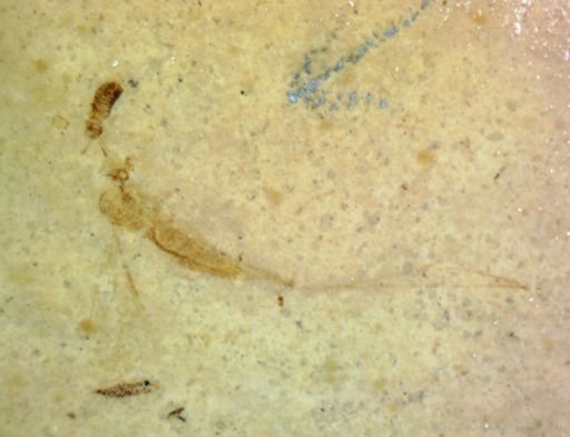 undet. Diptera
