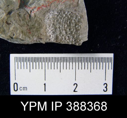 Pustula nebrascensis