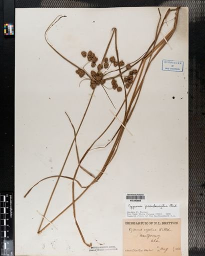 Cyperus pseudovegetus