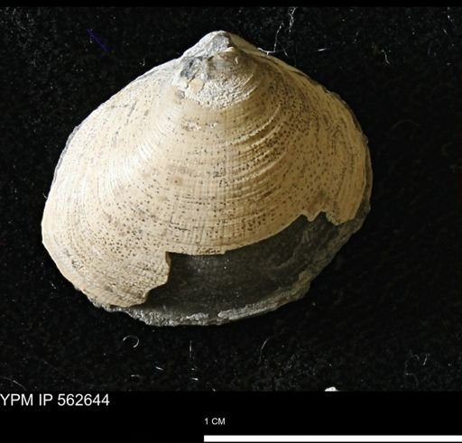 Limopsis striatopunctatus